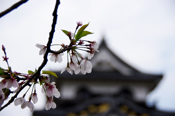 桜のお城